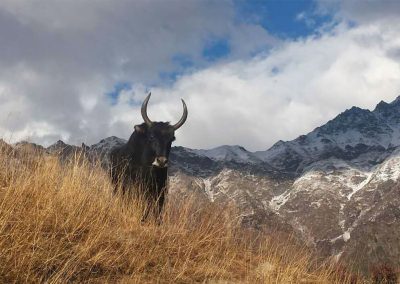 Yak in the Himalayas!