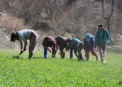 Weeding session at the field